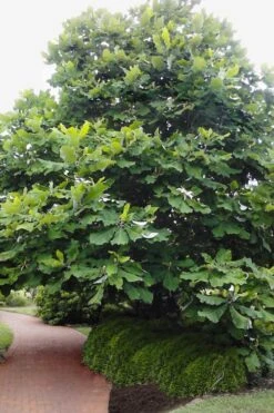 Ashe's Dwarf Bigleaf Magnolia - 7 Gallon Pot 12 Ashe's Dwarf Bigleaf Magnolia - 7 Gallon Pot -Home Bloom Garden magnolia macrophylla ashei dwarf bigleaf 6