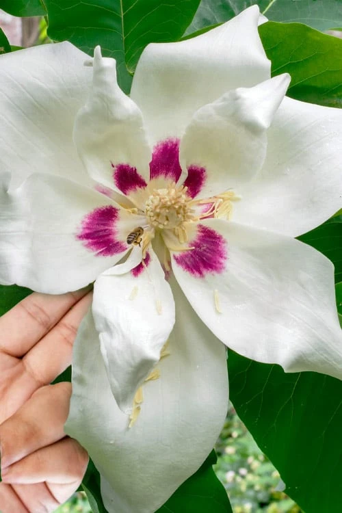 Ashe's Dwarf Bigleaf Magnolia - 7 Gallon Pot 3 Ashe's Dwarf Bigleaf Magnolia - 7 Gallon Pot