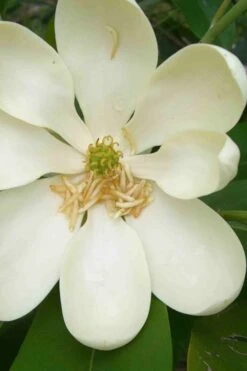 Moonglow Sweetbay Magnolia Tree (Magnolia Virginiana 'Jim Wilson') - 3 Gallon Pot -Home Bloom Garden magnolia moonglow sweetbay flower