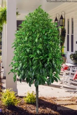 Stellar Ruby Magnolia Single Trunk Tree (Banana Shrub Hybrid) - 7 Gallon Pot (4-5') 12 Stellar Ruby Magnolia Single Trunk Tree (Banana Shrub Hybrid) - 7 Gallon Pot (4-5') -Home Bloom Garden magnolia stellar ruby single trunk tree form 1