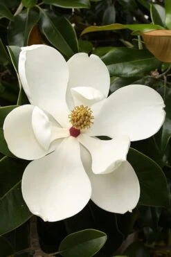 Teddy Bear Dwarf Southern Magnolia - 7 Gallon Pot (3-4') -Home Bloom Garden magnolia teddy bear 3