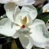 Victoria Cold Hardy Evergreen Magnolia - 7 Gallon Pot (3-4') -Home Bloom Garden magnolia victoria 7