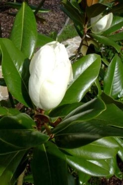 Victoria Cold Hardy Evergreen Magnolia - 7 Gallon Pot (3-4') -Home Bloom Garden magnolia victoria 8