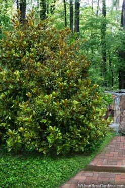 Victoria Cold Hardy Evergreen Magnolia - 7 Gallon Pot (3-4') -Home Bloom Garden magnolia victoria 9