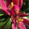Stellar Ruby Magnolia Single Trunk Tree (Banana Shrub Hybrid) - 7 Gallon Pot (4-5') -Home Bloom Garden magnolia x figo stellar ruby 100