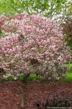 Southern Crabapple (Malus Angustifolia) - 3 Gallon Pot -Home Bloom Garden malus angustifolia southern crabapple tree 8 1
