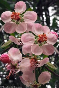 Southern Crabapple (Malus Angustifolia) - 3 Gallon Pot -Home Bloom Garden malus angustifolia southern crabapple tree flowers 2 1