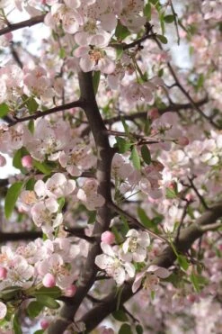 Southern Crabapple (Malus Angustifolia) - 3 Gallon Pot -Home Bloom Garden malus angustifolia southern crabapple tree flowers 4 1