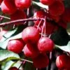 Southern Crabapple (Malus Angustifolia) - 3 Gallon Pot 2 Southern Crabapple (Malus Angustifolia) - 3 Gallon Pot -Home Bloom Garden malus angustifolia southern crabapple tree fruits 2 1