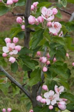 American Sweet Crabapple Tree (Malus Coronaria) - 1 Gallon Pot -Home Bloom Garden malus coronaria american sweet crabapple 2