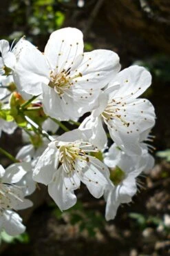 American Sweet Crabapple Tree (Malus Coronaria) - 1 Gallon Pot -Home Bloom Garden malus coronaria american sweet crabapple 3