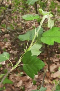 American Sweet Crabapple Tree (Malus Coronaria) - 1 Gallon Pot -Home Bloom Garden malus coronaria american sweet crabapple 5