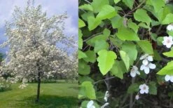 American Sweet Crabapple Tree (Malus Coronaria) - 1 Gallon Pot -Home Bloom Garden malus coronaria american sweet crabapple 6