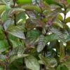 Chocolate Mint Plant - 4 Pack Of Quart Pots -Home Bloom Garden mentha piperita chocolate mint 1