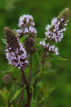 Chocolate Mint Plant - 4 Pack Of Quart Pots -Home Bloom Garden mentha piperita chocolate mint 3