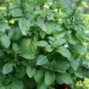 Orange Mint Plant - 4 Pack Of Quart Pots -Home Bloom Garden mentha piperita citrata orange mint 1