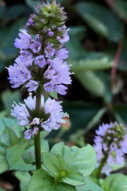 Orange Mint Plant - 4 Pack Of Quart Pots -Home Bloom Garden mentha piperita citrata orange mint 5