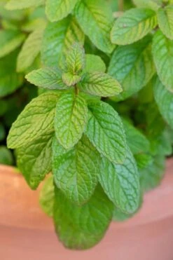 The Best Spearmint (Mentha Spicata 'Mint The Best)) - 6 Pack Of Pint Pots 11 The Best Spearmint (Mentha Spicata 'Mint The Best)) - 6 Pack Of Pint Pots -Home Bloom Garden mentha spicata mint the best spearmint 1
