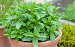 The Best Spearmint (Mentha Spicata 'Mint The Best)) - 6 Pack Of Pint Pots 13 The Best Spearmint (Mentha Spicata 'Mint The Best)) - 6 Pack Of Pint Pots -Home Bloom Garden mentha spicata mint the best spearmint 2