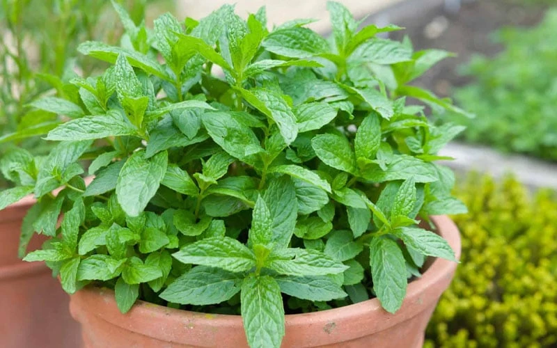 The Best Spearmint (Mentha Spicata 'Mint The Best)) - 6 Pack Of Pint Pots 8 The Best Spearmint (Mentha Spicata 'Mint The Best)) - 6 Pack Of Pint Pots - Image 6