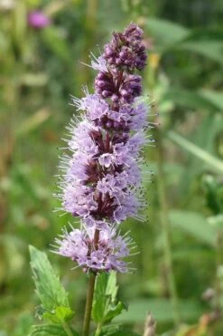 The Best Spearmint (Mentha Spicata 'Mint The Best)) - 6 Pack Of Pint Pots 12 The Best Spearmint (Mentha Spicata 'Mint The Best)) - 6 Pack Of Pint Pots -Home Bloom Garden mentha spicata mint the best spearmint 4