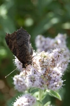 Mojito Mint Plant - 6 Pack Of Pint Pots -Home Bloom Garden mentha x villosa mojito mint 4