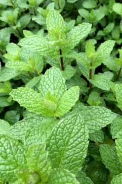 Mojito Mint Plant - 6 Pack Of Pint Pots -Home Bloom Garden mentha x villosa mojito mint 6