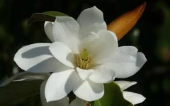 Fairy White Magnolia - 3 Gallon Pot -Home Bloom Garden michelia doltsopa fairy white magnolia 11