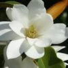 Fairy White Magnolia - 3 Gallon Pot -Home Bloom Garden michelia doltsopa fairy white magnolia 12