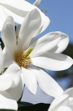Fairy White Magnolia - 3 Gallon Pot -Home Bloom Garden michelia doltsopa fairy white magnolia 5