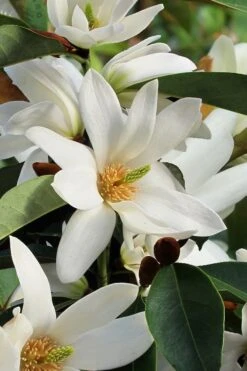 Fairy White Magnolia - 3 Gallon Pot -Home Bloom Garden michelia doltsopa fairy white magnolia 7