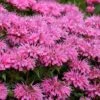 Bubblegum Blast Bee Balm (Monarda) - 1 Gallon Pot -Home Bloom Garden monarda bubblegum blast pink bee balm 1