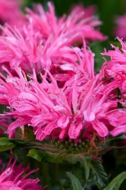 Bubblegum Blast Bee Balm (Monarda) - 1 Gallon Pot -Home Bloom Garden monarda bubblegum blast pink bee balm 2