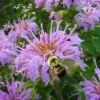Wild Bergamot Bee Balm (Monarda Fistulosa) - 5 Pack Of Quart Pots -Home Bloom Garden monarda fistulosa wild bergamont bee balm 18 2