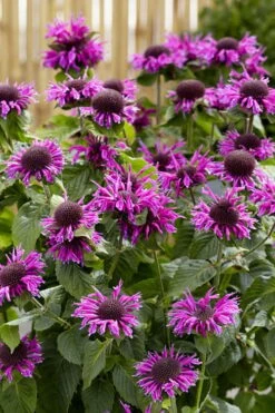 Bee-You Bee Free Bee Balm (Monarda) - 1 Gallon Pot -Home Bloom Garden monarda hybrid bee free bee balm 1