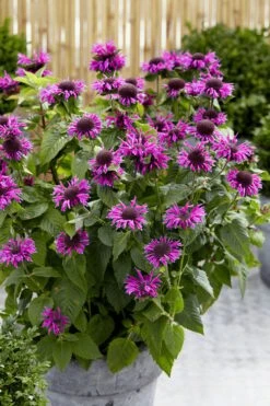 Bee-You Bee Free Bee Balm (Monarda) - 1 Gallon Pot -Home Bloom Garden monarda hybrid bee free bee balm 3