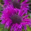 Bee-You Bee Free Bee Balm (Monarda) - 1 Gallon Pot -Home Bloom Garden monarda hybrid bee free bee balm 8