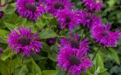 Bee-You Bee Free Bee Balm (Monarda) - 1 Gallon Pot -Home Bloom Garden monarda hybrid bee free bee balm 9