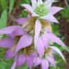 Beebop Bee Balm (Monarda Punctata) - 5 Pack Of Quart Pots -Home Bloom Garden monarda punctata beebop bee balm 1