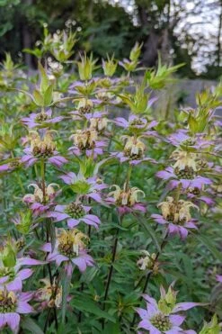 Beebop Bee Balm (Monarda Punctata) - 5 Pack Of Quart Pots -Home Bloom Garden monarda punctata beebop bee balm 2