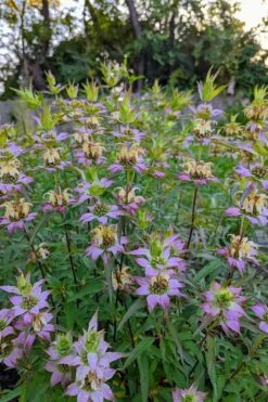 Beebop Bee Balm (Monarda Punctata) - 5 Pack Of Quart Pots -Home Bloom Garden monarda punctata beebop bee balm 3