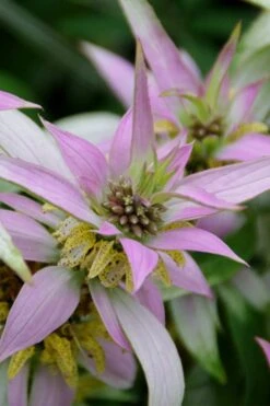 Beebop Bee Balm (Monarda Punctata) - 5 Pack Of Quart Pots -Home Bloom Garden monarda punctata beebop bee balm 4
