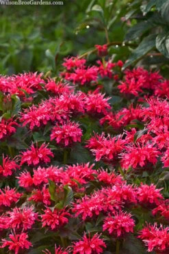 Cherry Pops Bee Balm (Monarda) - 1 Gallon Pot -Home Bloom Garden monarda sugar buzz cherry pops bee balm 1