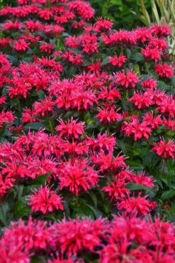 Cherry Pops Bee Balm (Monarda) - 1 Gallon Pot -Home Bloom Garden monarda sugar buzz cherry pops bee balm 2