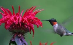 Cherry Pops Bee Balm (Monarda) - 1 Gallon Pot -Home Bloom Garden monarda sugar buzz cherry pops bee balm 3