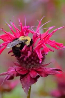 Cherry Pops Bee Balm (Monarda) - 1 Gallon Pot -Home Bloom Garden monarda sugar buzz cherry pops bee balm 4