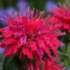 Cherry Pops Bee Balm (Monarda) - 1 Gallon Pot -Home Bloom Garden monarda sugar buzz cherry pops bee balm 5