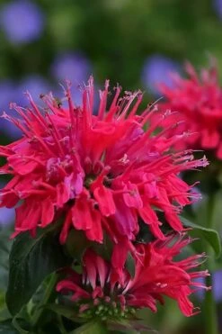 Cherry Pops Bee Balm (Monarda) - 1 Gallon Pot