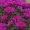 Rockin' Raspberry Bee Balm (Monarda) - 1 Gallon Pot -Home Bloom Garden monarda sugar buzz rockin raspberry bee balm 1