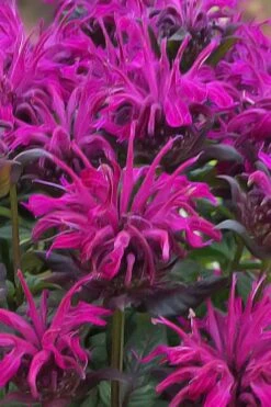 Rockin' Raspberry Bee Balm (Monarda) - 1 Gallon Pot -Home Bloom Garden monarda sugar buzz rockin raspberry bee balm 20